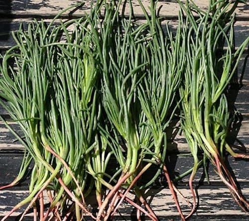 Green Agretti Seeds – Heirloom, Non-GMO, High Germination Organic Garden Seeds Planting