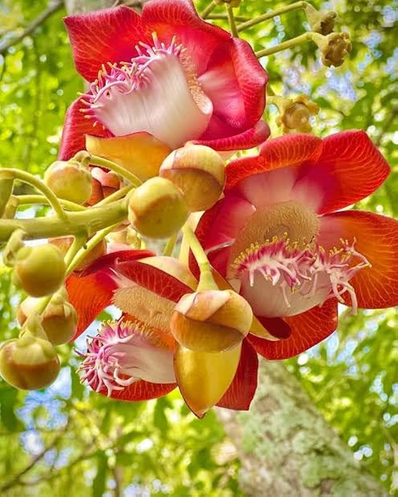 Cannonball Flower Seeds – Heirloom, Non-GMO, High Germination Seeds