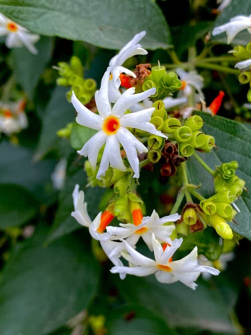 White Harsingar Flower Seeds – Heirloom, Non-GMO, High Germination Seeds