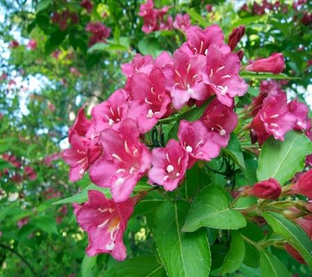 Weigela Flower Seeds – Heirloom Non-GMO High Germination Organic Garden Seeds for Planting