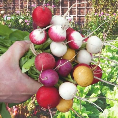 Mixed Radish Vegetables Seeds – Heirloom, Non-GMO, High Germination Organic Garden Seeds Planting