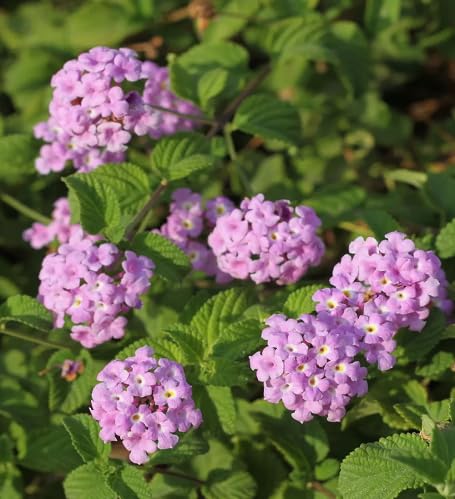 purple lantana flower seeds