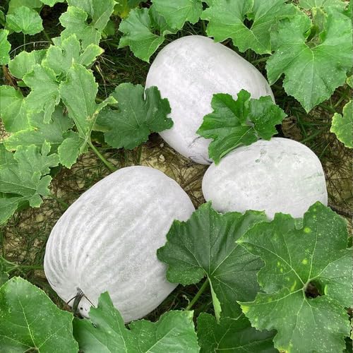 White Ash Gourd Seeds – Heirloom, Non-GMO, High Germination Organic Garden Seeds Planting