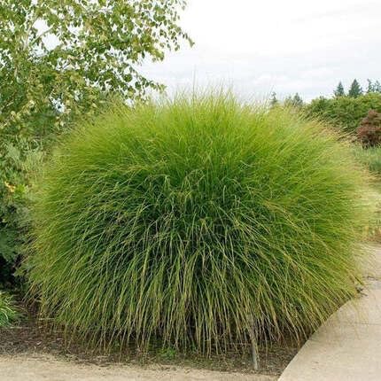 green miscanthus flower seeds