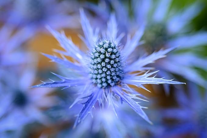 eryngium plant flower seeds