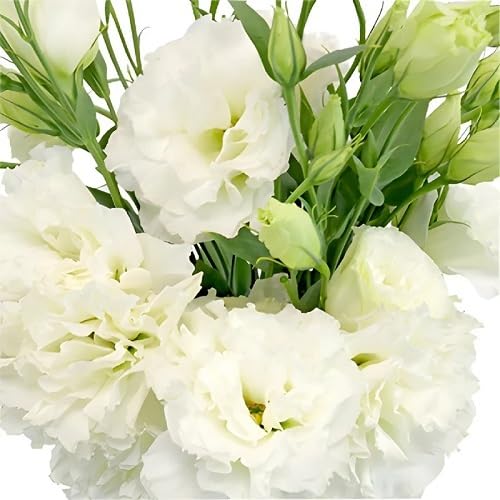 Lisianthus Flower Seeds White Heirloom Non-GMO High Germination Organic Garden Seeds for Planting