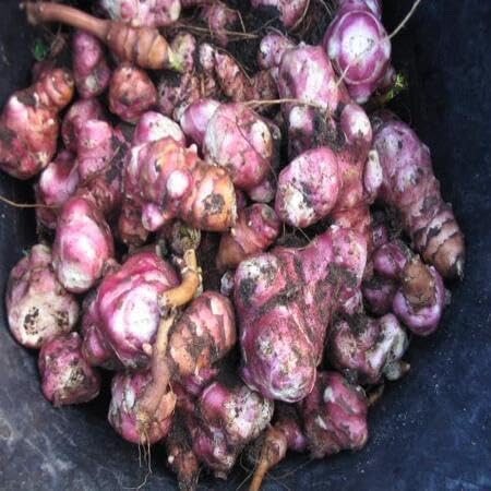 Topinambur Seeds – Heirloom, Non-GMO, High Germination Organic Garden Seeds Planting