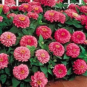 pink pink flower seeds