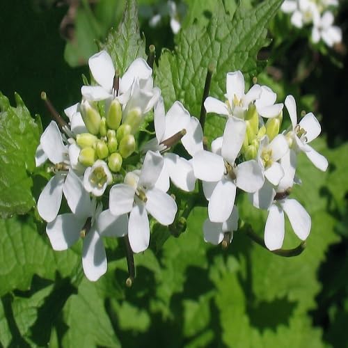 White Petiolata Flower Seeds – Heirloom Non-GMO High Germination Organic Garden Seeds