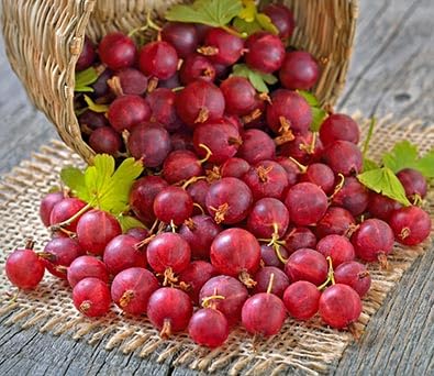 Red Gooseberry Seeds – Heirloom, Non-GMO, High Germination Organic Garden Seeds