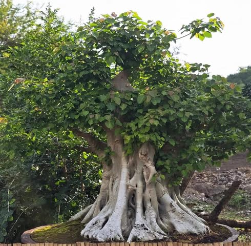 green ficus flower seeds