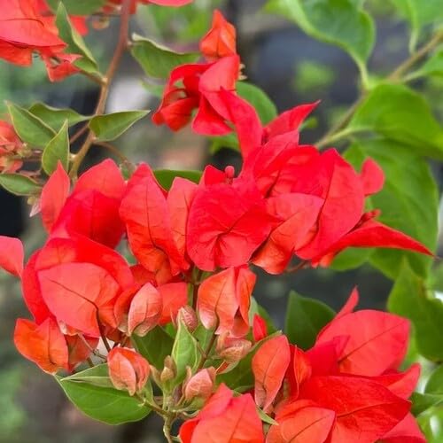 Bougainvillea Blumensamen Rot zum Gärtnern Alte Sorte gentechnikfrei hohe Keimfähigkeit Bio-Gartensamen zum Pflanzen