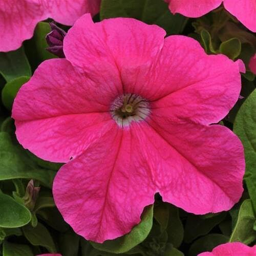 pink petunia flower seeds