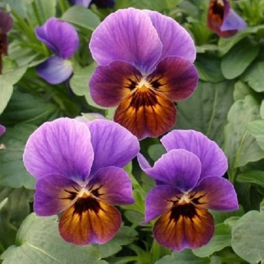 violet viola flower seeds