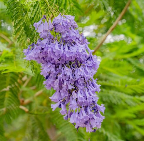 Violet Jacaranda Flower Seeds – Heirloom Non-GMO High Germination Organic Garden Seeds