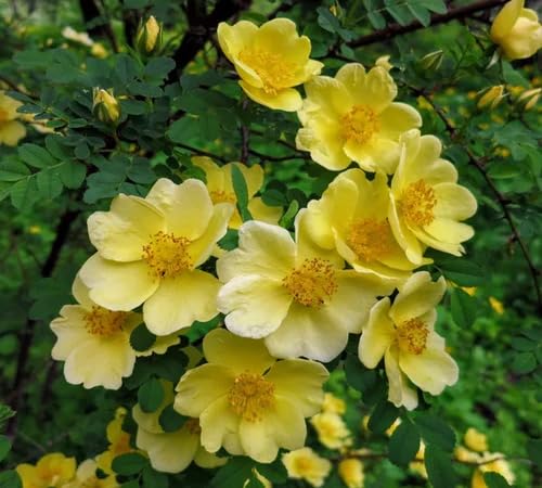 Yellow Rosa Hugonis Flower Seeds – Heirloom, Non-GMO, High Germination Seeds for Planting
