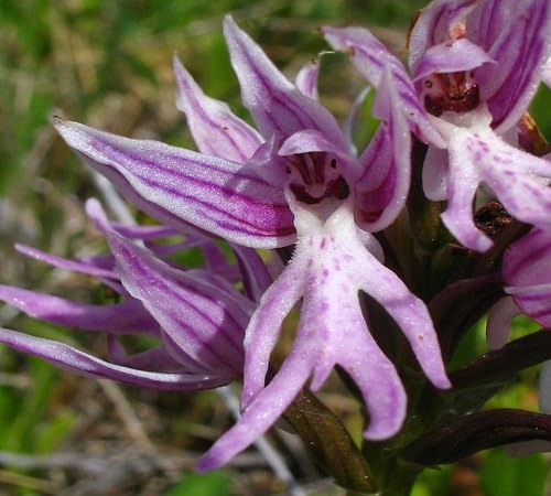 Purple Naked Orchid Flower Seeds Heirloom Non-GMO High Germination Organic Garden Seeds for Planting