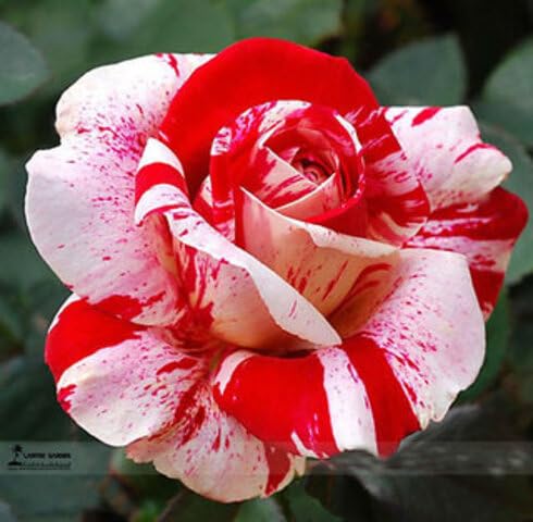 Pink Red Rose Flower Seeds for Planting – Heirloom Non-GMO High Germination Organic Garden Seeds