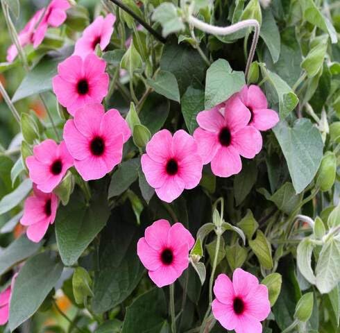 Pink Thunbergia Flower Seeds Heirloom Non-GMO High Germination Organic Garden Seeds for Planting