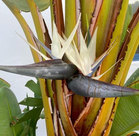 White Strelitzia Flower Seeds Heirloom Non-GMO High Germination Organic Garden Seeds for Planting