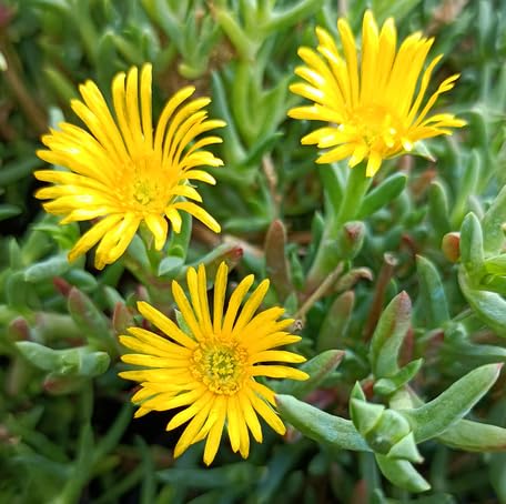 Yellow Lampranthus Flower Seeds – Heirloom Non-GMO High Germination Organic Seeds