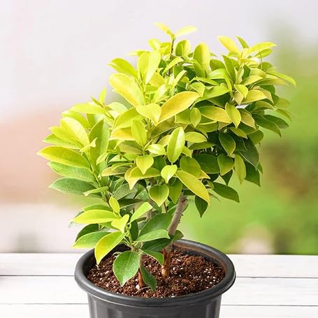 green ficus flower seeds