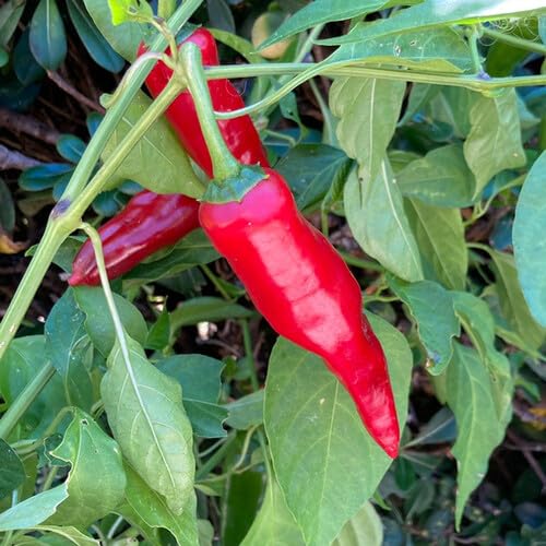Hungarian Paprika – Heirloom, Non-GMO, High Germination Organic Garden Seeds Planting