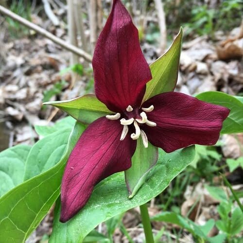 maroon trillium flower seeds