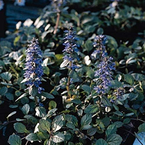 ajuga flower flower seeds