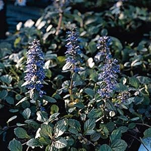 ajuga reptans flower seeds