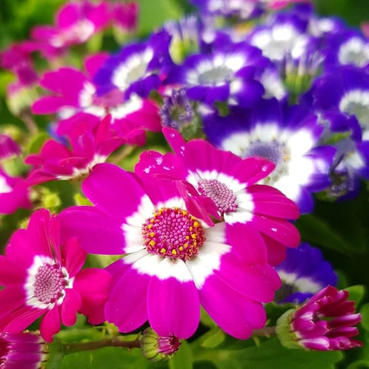 Pink Cineraria Flower Seeds – Heirloom, Non-GMO, High Germination, Organic Seeds