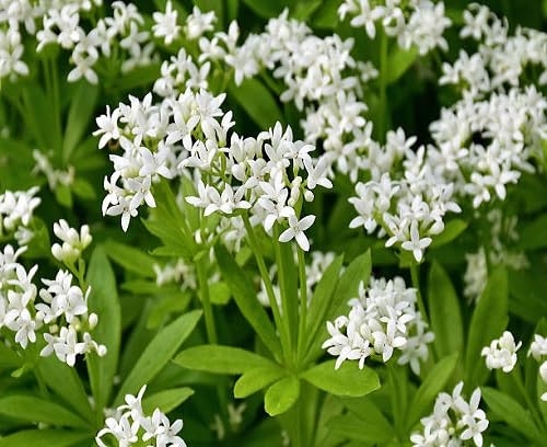 Woodruff Flower Seeds – Heirloom Non-GMO High Germination Organic Garden Seeds