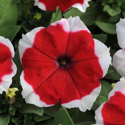 Red White Petunia Flower Seeds Heirloom Non-GMO High Germination Organic Garden Seeds