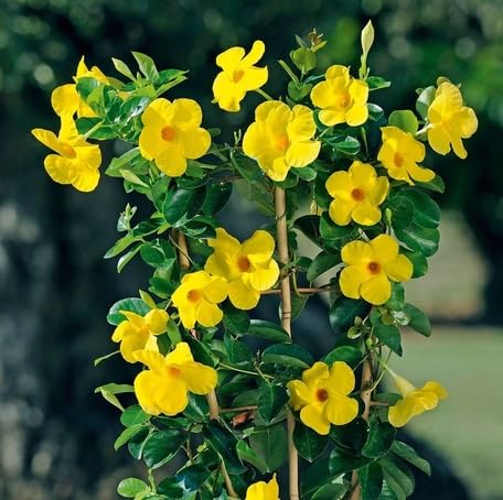 yellow dipladenia flower seeds