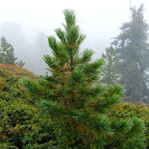 green pinus flower seeds