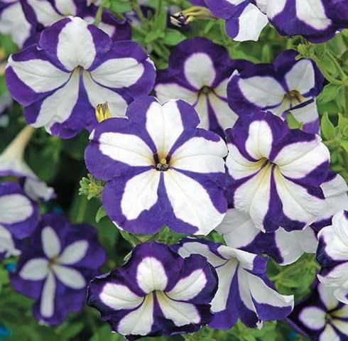 Violet White Petunia Flower Seeds – Heirloom Non-GMO High Germination Organic Garden Seeds for Planting