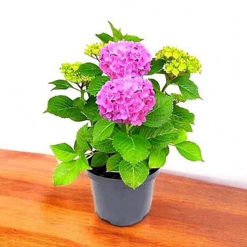 Semillas de Flores Macrophylla Rosas – Variedad Antigua, No Transgénicas, Semillas Orgánicas de Jardín de Alta Germinación para Sembrar