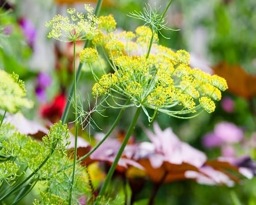 Yellow Dill Plants Seeds for Planting – Heirloom, Non-GMO, High Germination