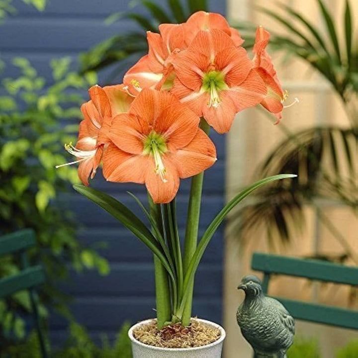 Orange Amaryllis Flower Seeds – Heirloom, Non-GMO, High Germination Seeds