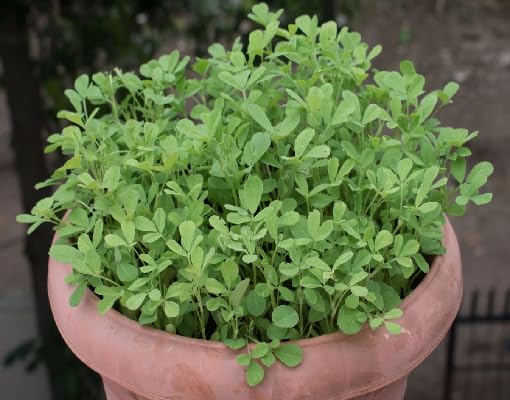 Green Fenugreek Plant Seeds Heirloom Non-GMO High Germination Organic Garden Seeds for Planting
