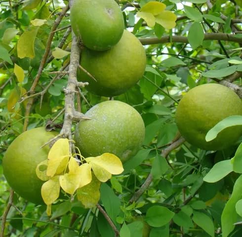 Green Marmelos Seeds – Heirloom, Non-GMO, High Germination Organic Garden Seeds