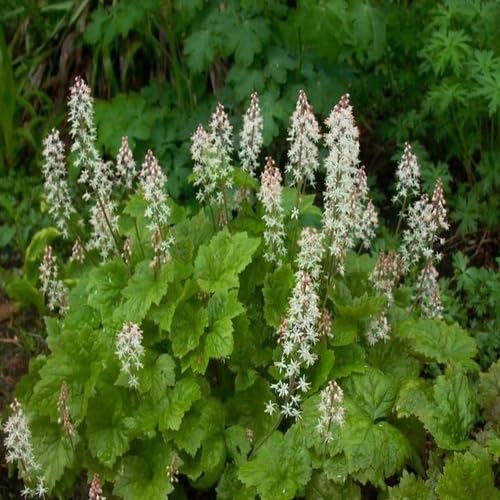 White Tiarella Flower Seeds Heirloom Non-GMO High Germination Organic Garden Seeds for Planting