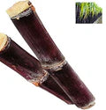 Premium Red Sugarcane Seeds for Planting – Heirloom Non-GMO High Germination Organic Garden Seeds