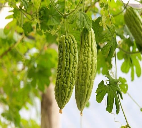 Semillas de melón amargo – Antiguas, sin OMG, alta germinación, siembra de semillas de jardín orgánicas