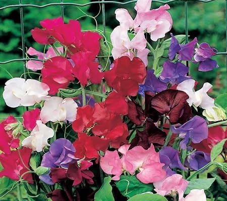 Sweet Pea Flower Seeds Heirloom Non-GMO High Germination Organic Garden Seeds
