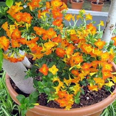 Streptosolen Jamesonii Flower Seeds – Heirloom, Non-GMO, High Germination Organic Garden Seeds