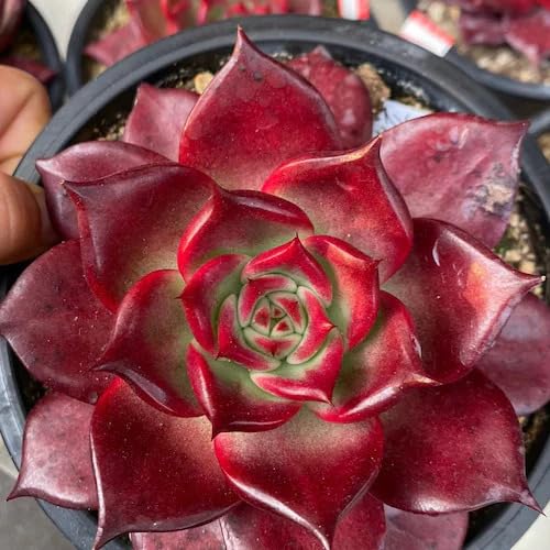red giant flower seeds