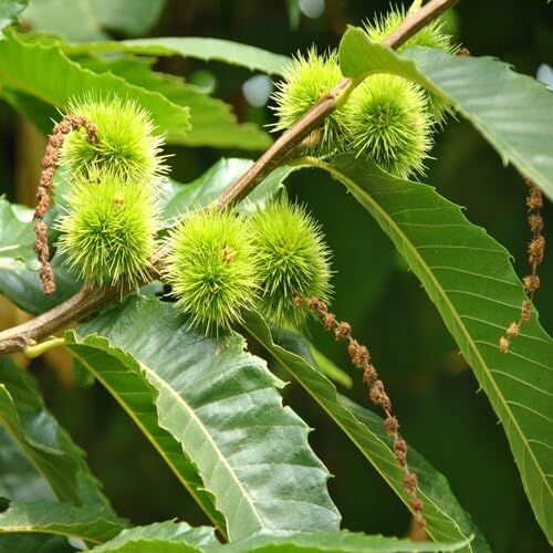 Castanea Seeds Green Heirloom Non-GMO High Germination Organic Garden Seeds for Planting