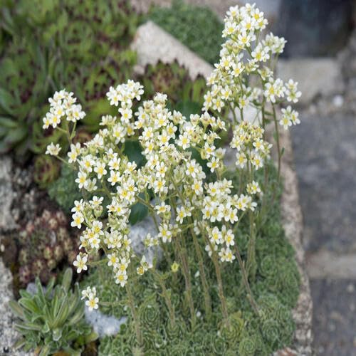 White Saxifraga Flower Seeds – Heirloom, Non-GMO, High Germination Organic Garden Seeds for Planting