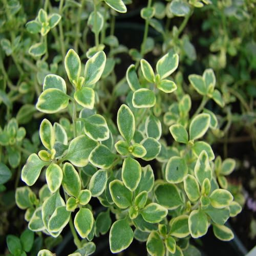 Green Lemon Thyme Plant Seeds Heirloom Non-GMO High Germination Organic Garden Seeds